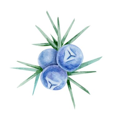 Suluboya tırnak içinde keskin yeşil iğneli mavi ardıç meyveleri kümesi, gıda ambalajı, kumaş desenleri, dijital yapıştırma defteri, kırtasiye ve etiketler için ideal el çizimi botanik element.