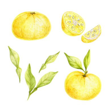 Bütün ve dilimlenmiş sarı yuzu meyveleri ile suluboya resimde yeşil yapraklar, elle çizilmiş narenciye, tarif kartları, mutfak tekstili, ambalaj kağıdı ve el sanatları için uygun..