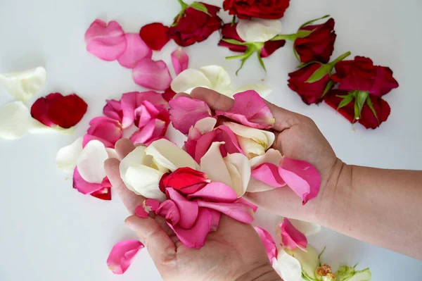 Pembe arka planda bir buket Eustoma çiçeği..