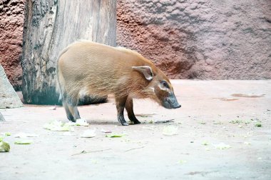 Kırmızı nehir domuzu (Sus scrofa), çalılık domuz olarak da bilinir..