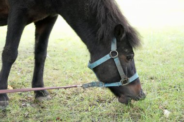Çiftlikte çim yiyen at, fotoğrafa yakın çekim..