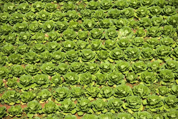 Поле Капустных Культур Ярко Зелеными Листьями Полная Рама — стоковое фото