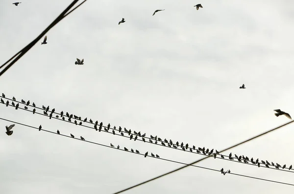 Aves Linhas Energia Contra Céu Nublado — Fotografia de Stock