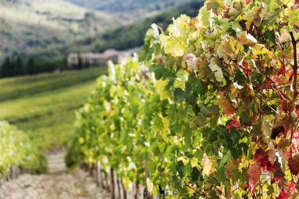 Weinrebenreihen Weinbergen Italien Europa — Stockfoto