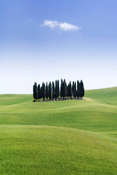 在意大利托斯卡纳 意大利 滚滚的草地上的柏树树的立场 — 图库照片