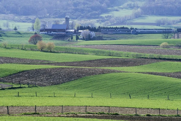 Fermes Amish Terres Agricoles Avec Cultures Vertes Belleville Pennsylvanie Usa — Photo