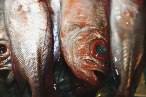 Raw Fish Heads Tails Close — Stock Photo, Image