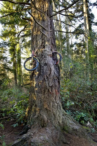 Bicicleta Alojada Árvore Floresta Coníferas — Fotografia de Stock