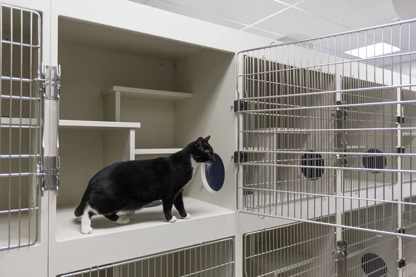 Hayvan Barınağında Açık Kafeste Duran Kedi — Stok fotoğraf