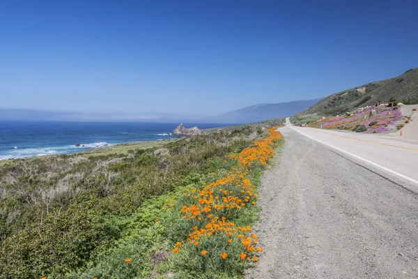 Kaliforniya Big Sur Kıyı Yolu Boyunca Kır Çiçekleri Yetişiyor — Stok fotoğraf