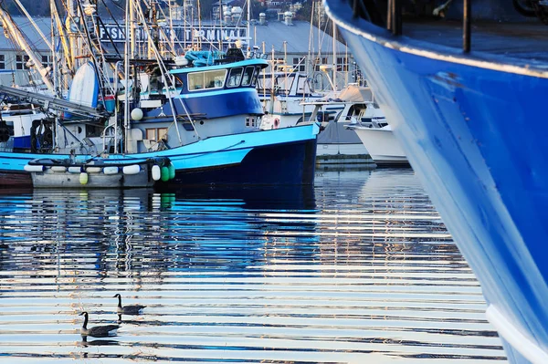 Ducks Swimming Urban Harbor Marine Ships — Stock Photo, Image