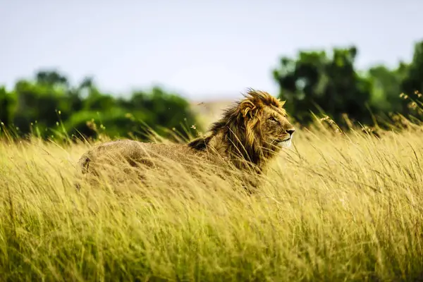 Lion Debout Dans Herbe Haute Afrique — Photo