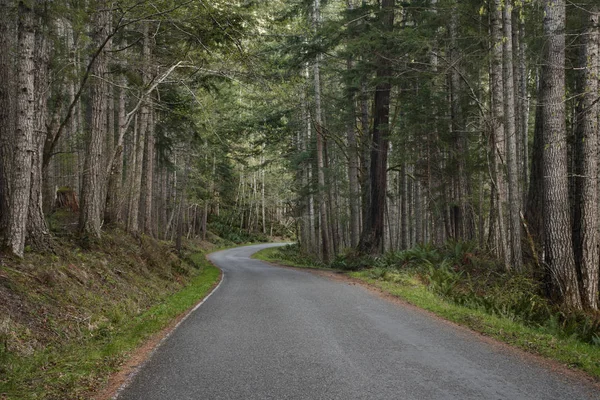 Kırsal Yol Ile Ağaçlar Orman Astarı — Stok fotoğraf