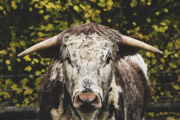 Angielski Longhorn Krowy Stoi Pastwiskach Patrząc Aparacie — Zdjęcie stockowe