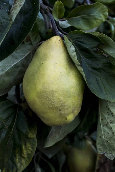 Primer Plano Membrillo Verde Árbol Con Hojas — Foto de Stock