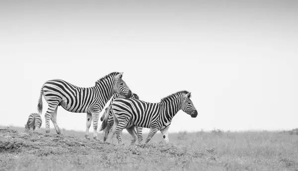 Herd Zebras Walking Slope Clear Sky Black White — Stock Photo, Image