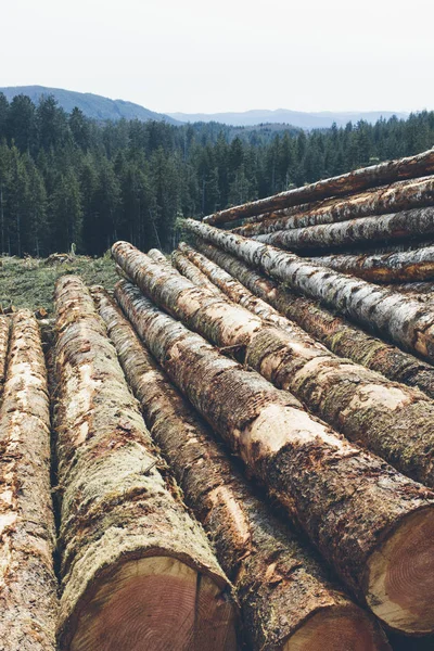 Staplade Stockar Nyligen Loggade Spruces Och Granar Pacific Northwest Forest — Stockfoto