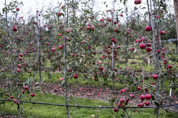 Apple Trees Organic Orchard Garden Autumn Red Fruit Branches — Stock Photo, Image