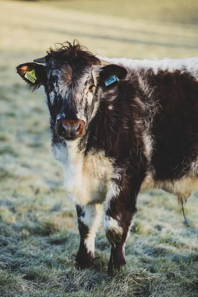 Inglês Longhorn Bezerro Pasto Olhando Câmera — Fotografia de Stock