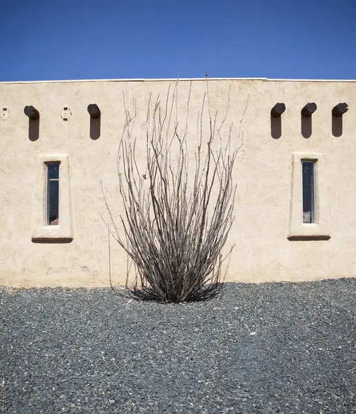 Adobe Construyendo Cultivando Cactus Ocotillo —  Fotos de Stock