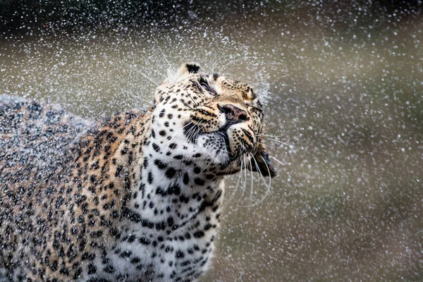 Leopard Drżenie Wody Kropelki Powietrzu Oczy Zamknięte Afryka — Zdjęcie stockowe