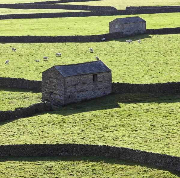 Fienili Pietra Pecore Pascolo Gunnerside Bottom Swaledale Yorkshire Dales Regno — Foto Stock