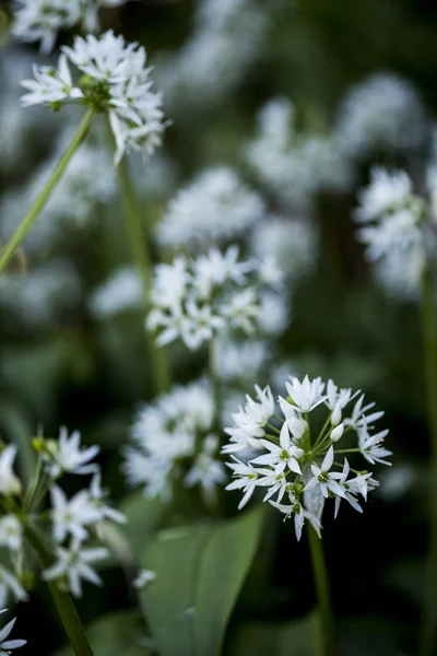 Close Delicadas Flores Brancas Plantas Alho Branco — Fotografia de Stock
