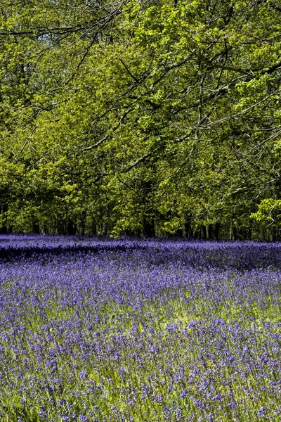 Tapis Bluebells Dans Forêt Printemps — Photo