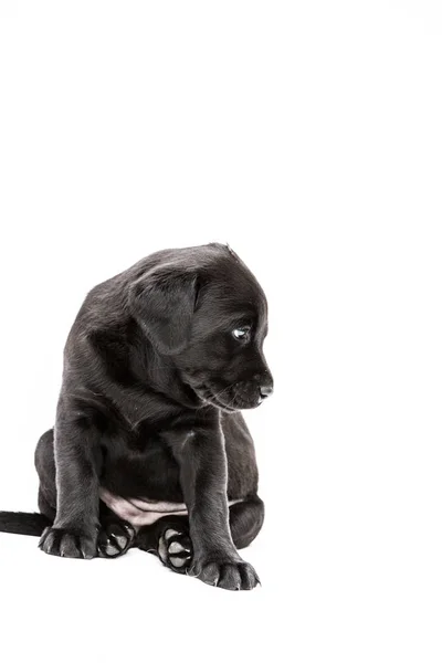 Cachorro Labrador Negro Sentado Sobre Fondo Blanco — Foto de Stock