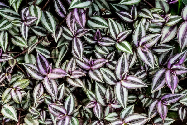 High Angle Close Lush Green Leaves Streaked White Purple — Stock Photo, Image
