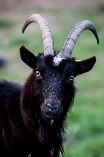 Nahaufnahme Einer Schwarzen Ziege Die Auf Einem Bauernhof Die Kamera — Stockfoto