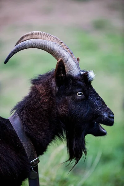 Perfil Black Billy Goat Farm — Fotografia de Stock