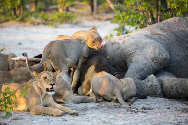 Ausgewachsene Löwen Schlemmen Einen Toten Elefantenkadaver Einem Wildgehege — Stockfoto