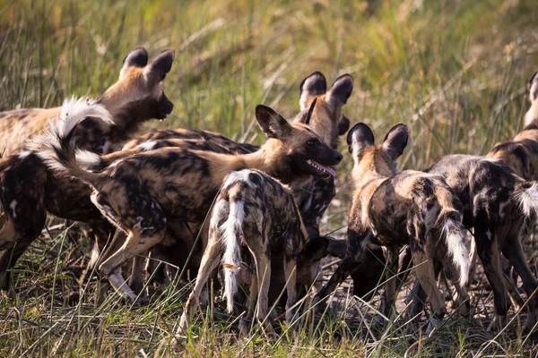 Стая Диких Собак Lycaon Pictus — стоковое фото