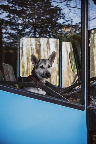 青い馬のトレーラーの運転席に座っている犬の終わり — ストック写真