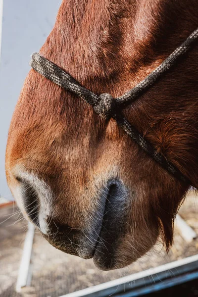 Close Brown Comtois Horse Nose — Stock Photo, Image