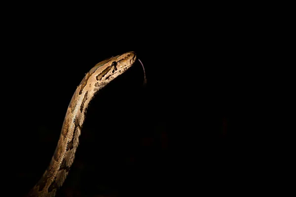 Питонская Змея Python Sebae Освещенная Прожектором Язык Вытянутый — стоковое фото