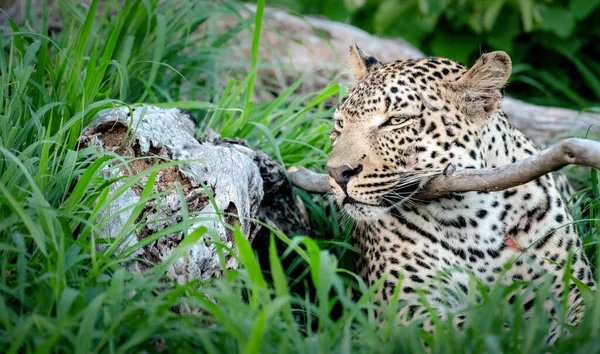 Lampart Panthera Pardus Leżący Głową Gałęzi Uszy Tyłu — Zdjęcie stockowe