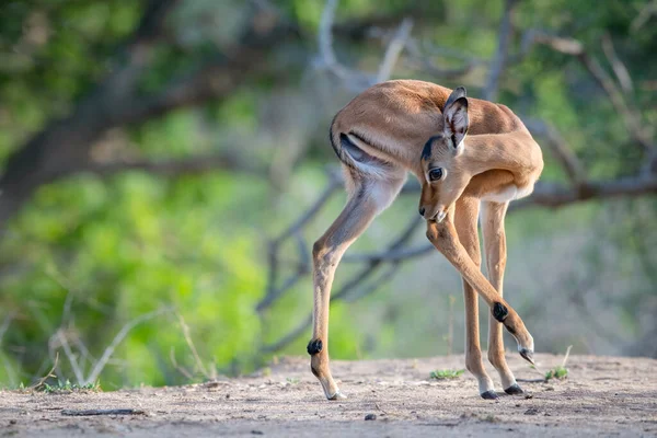Een Impala Kalf Aepyceros Melampus Draait Likt Zijn Achterbeen Hangend — Stockfoto