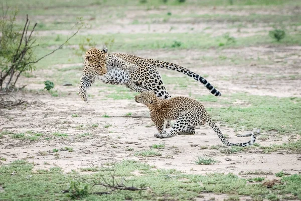 Mãe Leopardo Panthera Pardus Pulando Brincando Com Seu Filhote Ambos — Fotografia de Stock