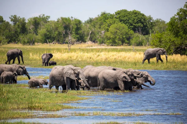 Kudde Olifanten Verzameld Bij Waterput Moremi Wildreservaat Botswana — Stockfoto