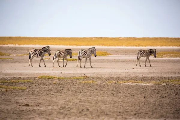 四条斑马在卡拉哈里沙漠干枯的表面上行走 — 图库照片