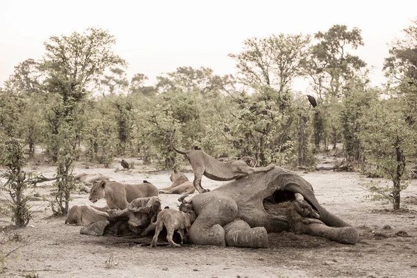 Pride Female Lions Feeding Dead Elephant Carcass — Stock Photo, Image