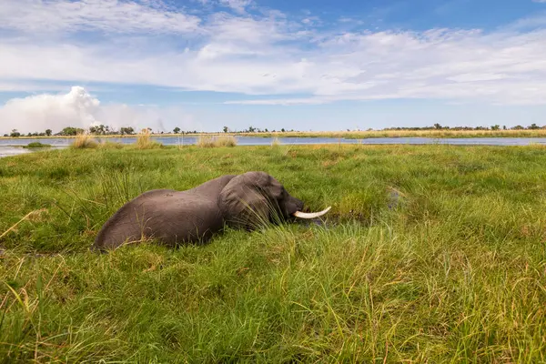 Elefante Maduro Con Colmillos Vadeando Través Del Agua Las Cañas — Foto de Stock