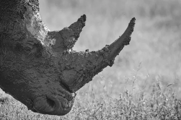 Närbild Huvudet Vit Noshörning Ceratotherium Simum Täckt Lera Sidoprofil Svart — Stockfoto