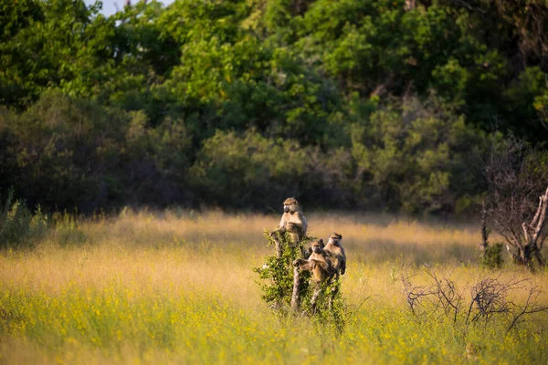 Maimuțe Ramura Copacilor Apus Soare Botswana — Fotografie, imagine de stoc