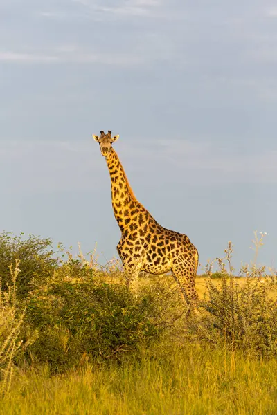 Mooie Wilde Giraffe Nxai Pan Botswana — Stockfoto