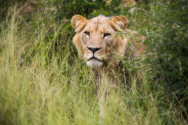 Leão Fêmea Parcialmente Escondido Grama Longa — Fotografia de Stock