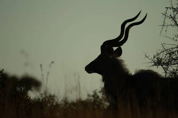 Silhouette Del Toro Kudu Tragelaphus Strepsiceros Che Mostra Sue Corna — Foto Stock