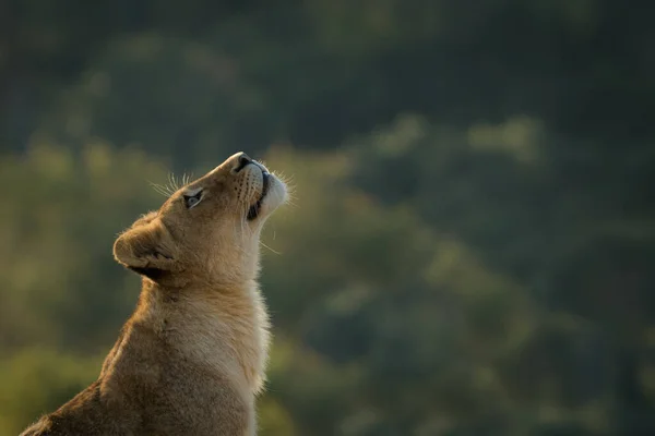 Widok Boku Lwiątka Panthera Leo Podniesiona Głowa — Zdjęcie stockowe